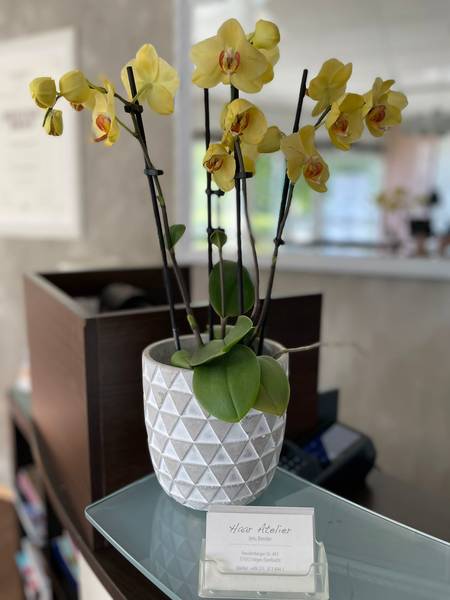 csm_OrchideeGelb_3915a882fe