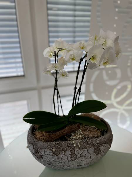 csm_Orchidee_4d1c7dd7c4